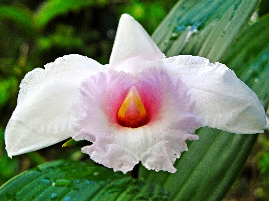 Belize Orchids - Belize Vacation Packages - SabreWing Travel - Photo by David Berg