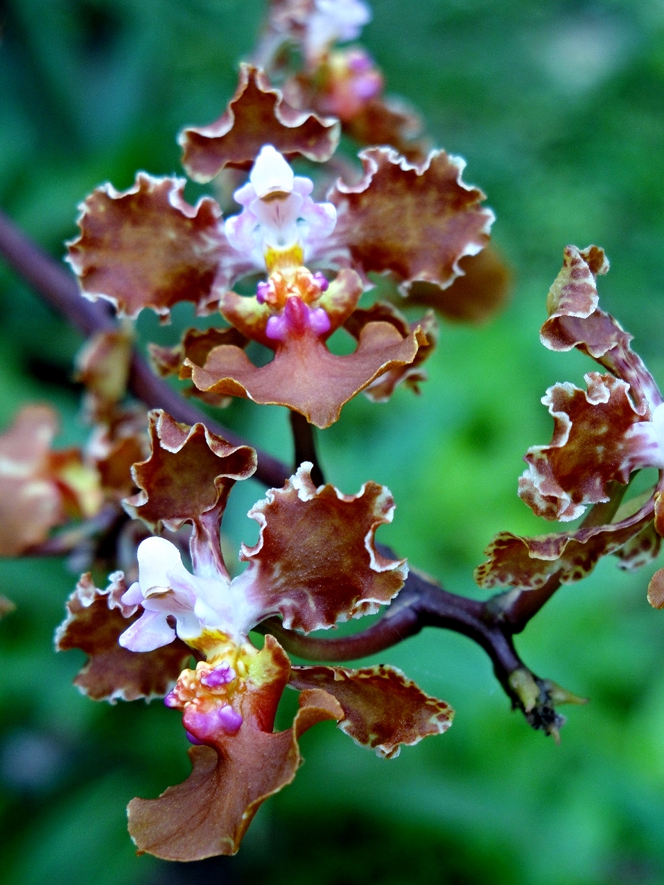 Belize Orchids - Belize Vacation Packages - SabreWing Travel - Photo by David Berg