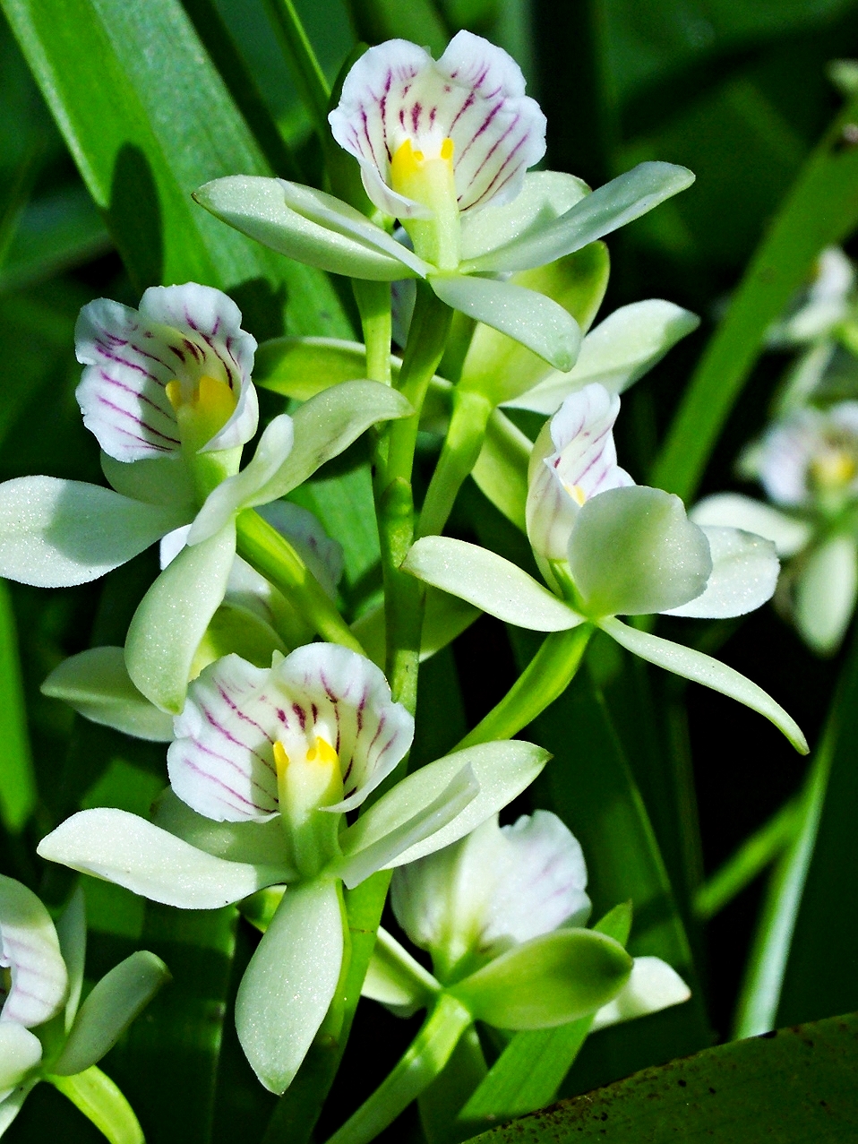 Belize Orchids - Belize Vacation Packages - SabreWing Travel - Photo by David Berg