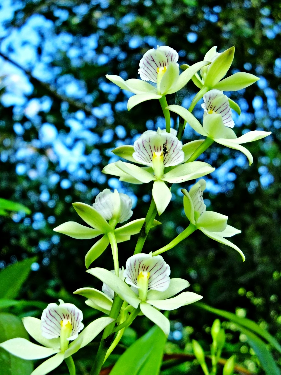 Belize Image Gallery Vacation Packages to Belize SabreWing Travel