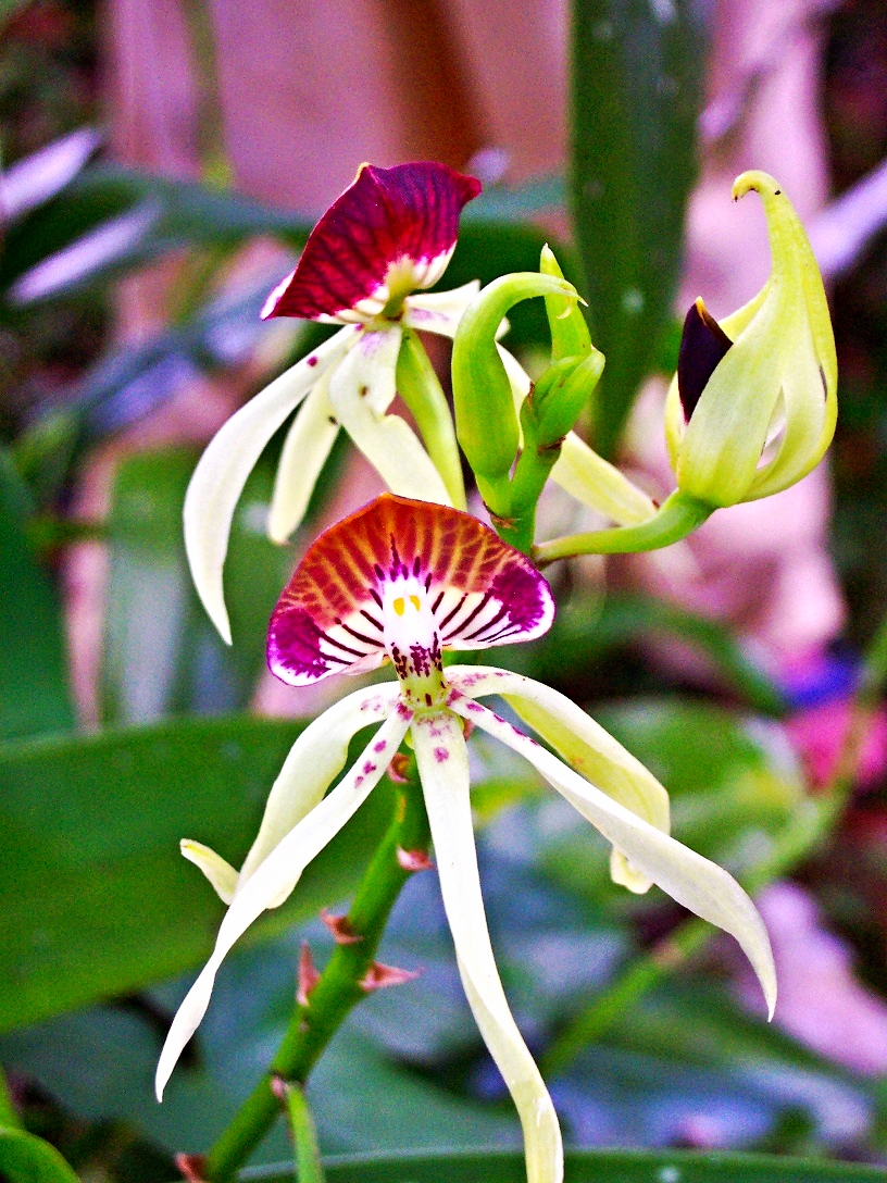Belize Orchids - Belize Vacation Packages - SabreWing Travel - Photo by David Berg