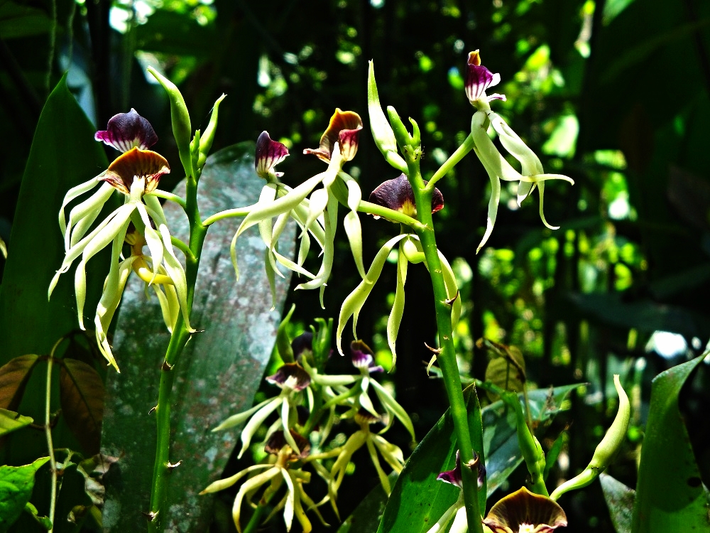 Belize Orchids - Belize Vacation Packages - SabreWing Travel - Photo by David Berg