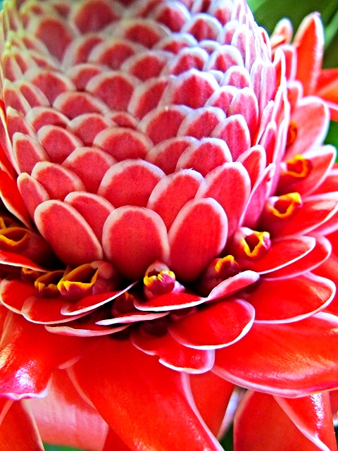 Torch Ginger - Belize Vacations - SabreWing Travel