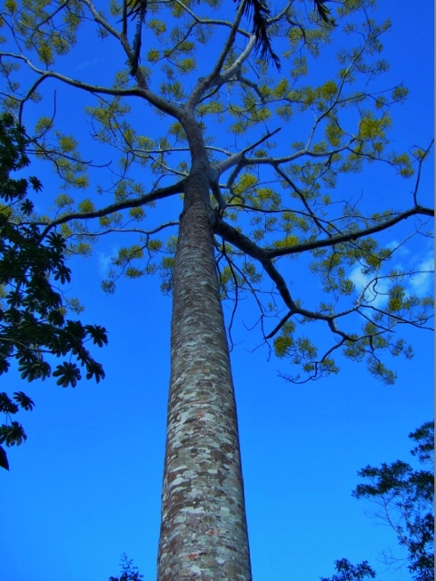 Quam Tree in full bloom - Belize Vacations - SabreWing Travel