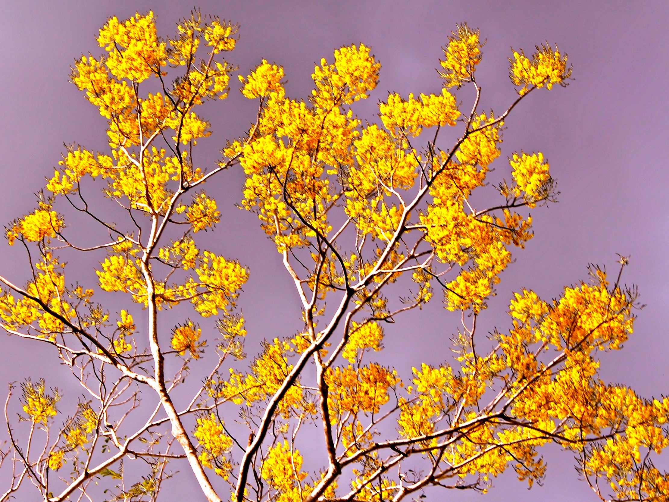 Belize Image Gallery Vacation Packages to Belize SabreWing Travel