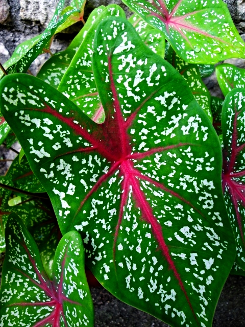 Caladium - Belize Vacations - SabreWing Travel