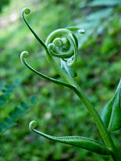 Fern Tip - Belize Vacations - SabreWing Travel