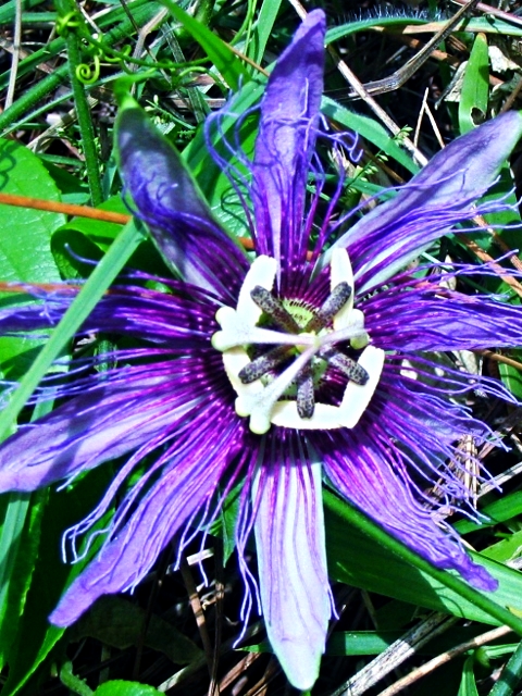 Passion Flower - Belize Vacation Packages - SabreWing Travel