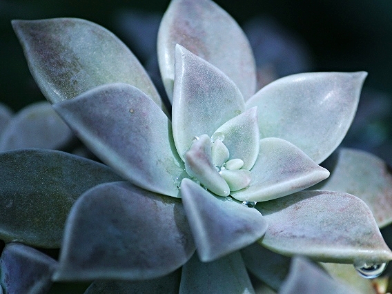 Succulent with dew - Belize Vacation Packages - SabreWing Travel - Photo by David Berg