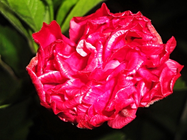 Pink Hibiscus - Belize Vacation Packages - SabreWing Travel - Photo by David Berg
