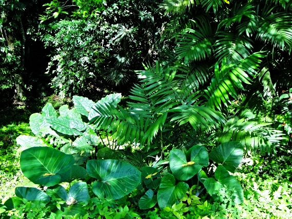 Tropical Foliage - Belize Vacation Packages - SabreWing Travel - Photo by David Berg