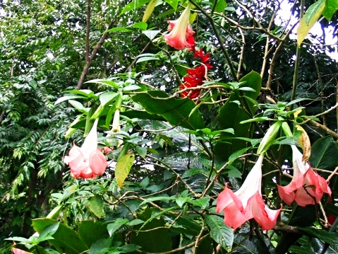 Bella Donna - Belize Vacation Packages - SabreWing Travel - Photo by David Berg