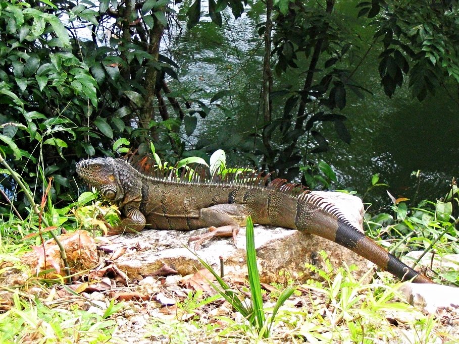 Green Iguana - Cayo District - Belize Vacation Packages - SabreWing Travel - Photo by David Berg