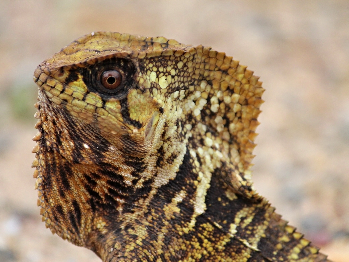 Helmeted Basilisk - Belize Vacation Packages - SabreWing Travel - Photo by David Berg