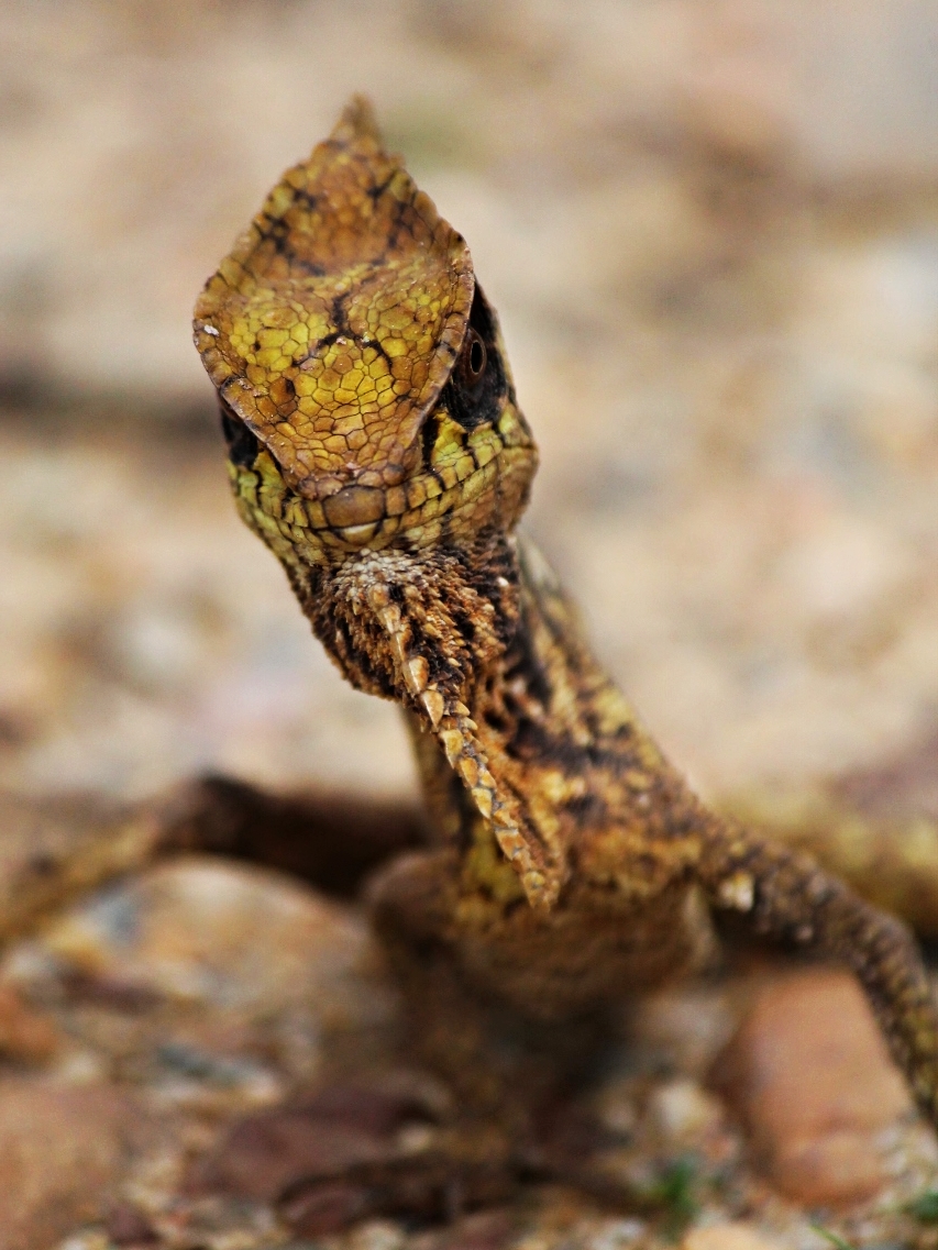 Helmeted Basilisk - Belize Vacation Packages - SabreWing Travel - Photo by David Berg