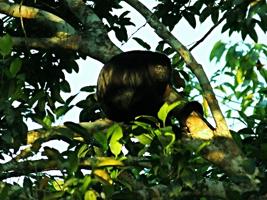 Mexican Black Howler Monkey - Belize Vacation Packages - SabreWing Travel - Photo by David Berg