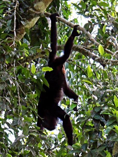 Mexican Black Howler Monkey - Cayo District - Belize Vacation Packages - SabreWing Travel - Photo by David Berg