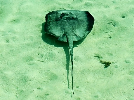 Southern Sting Ray - Ambergris Caye - Belize Vacation Packages - SabreWing Travel - Photo by David Berg