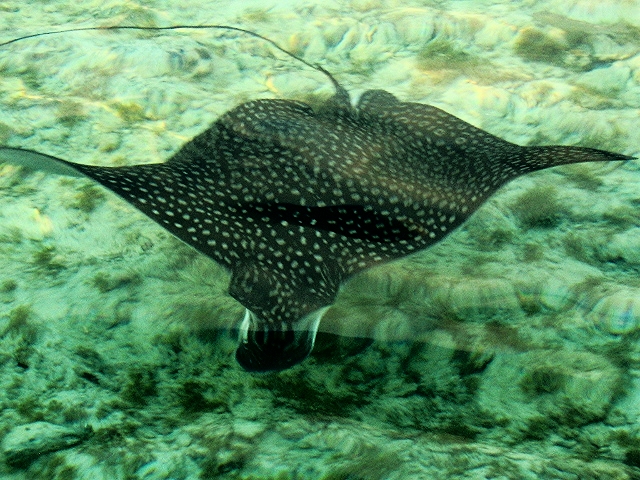 Spotted Eagle Ray - Southwater Caye - Belize Vacation Packages - SabreWing Travel - Photo by David Berg