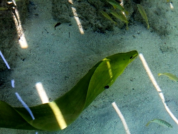 Green Moray Eel - Ambergris Caye - Belize Vacation Packages - SabreWing Travel - Photo by David Berg