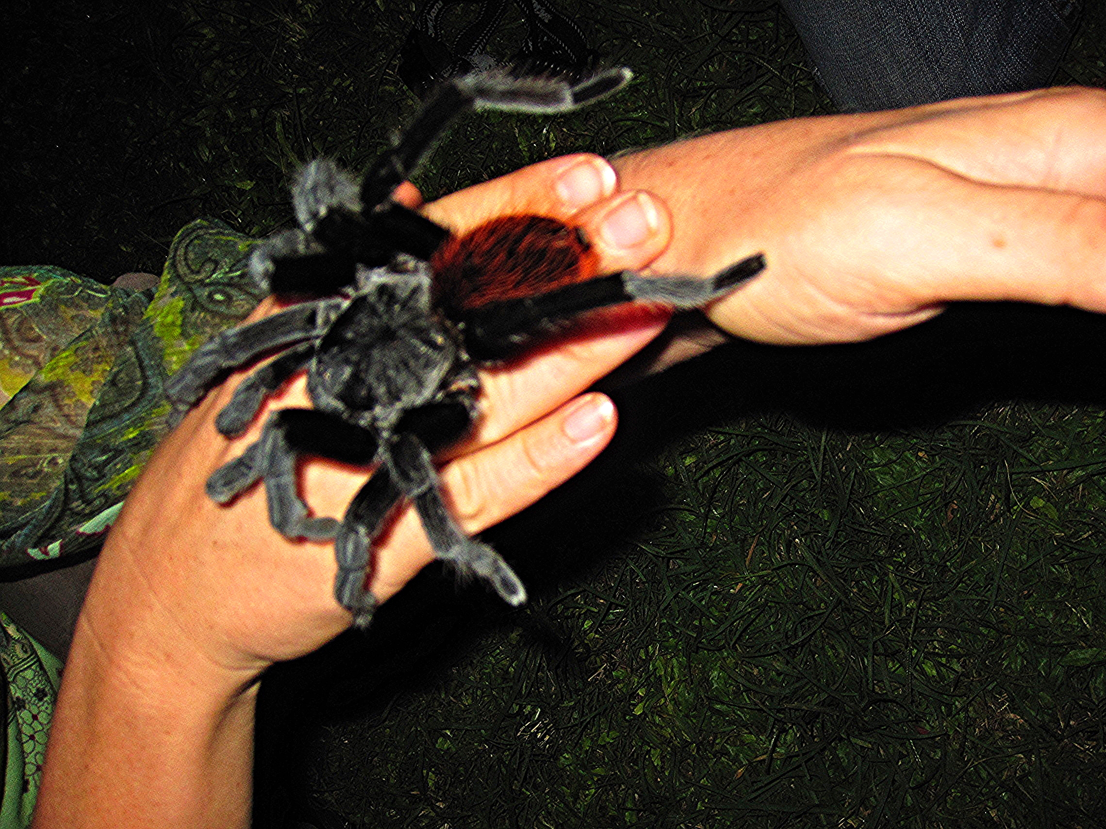 Mexican Red-rumped Tarantula - Cayo District - Belize Vacation Packages - SabreWing Travel - Photo by David Berg