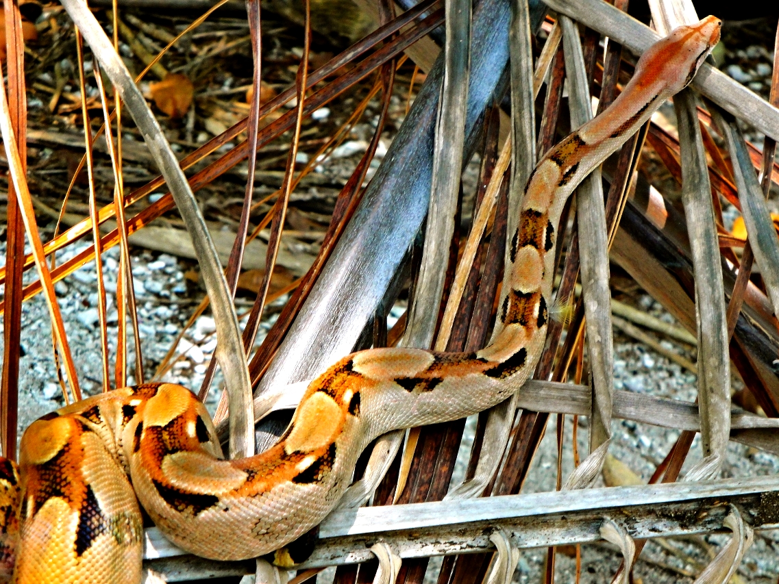 Boa Contrictor - Snake Cayes - Belize Vacation Packages - SabreWing Travel - Photo by David Berg