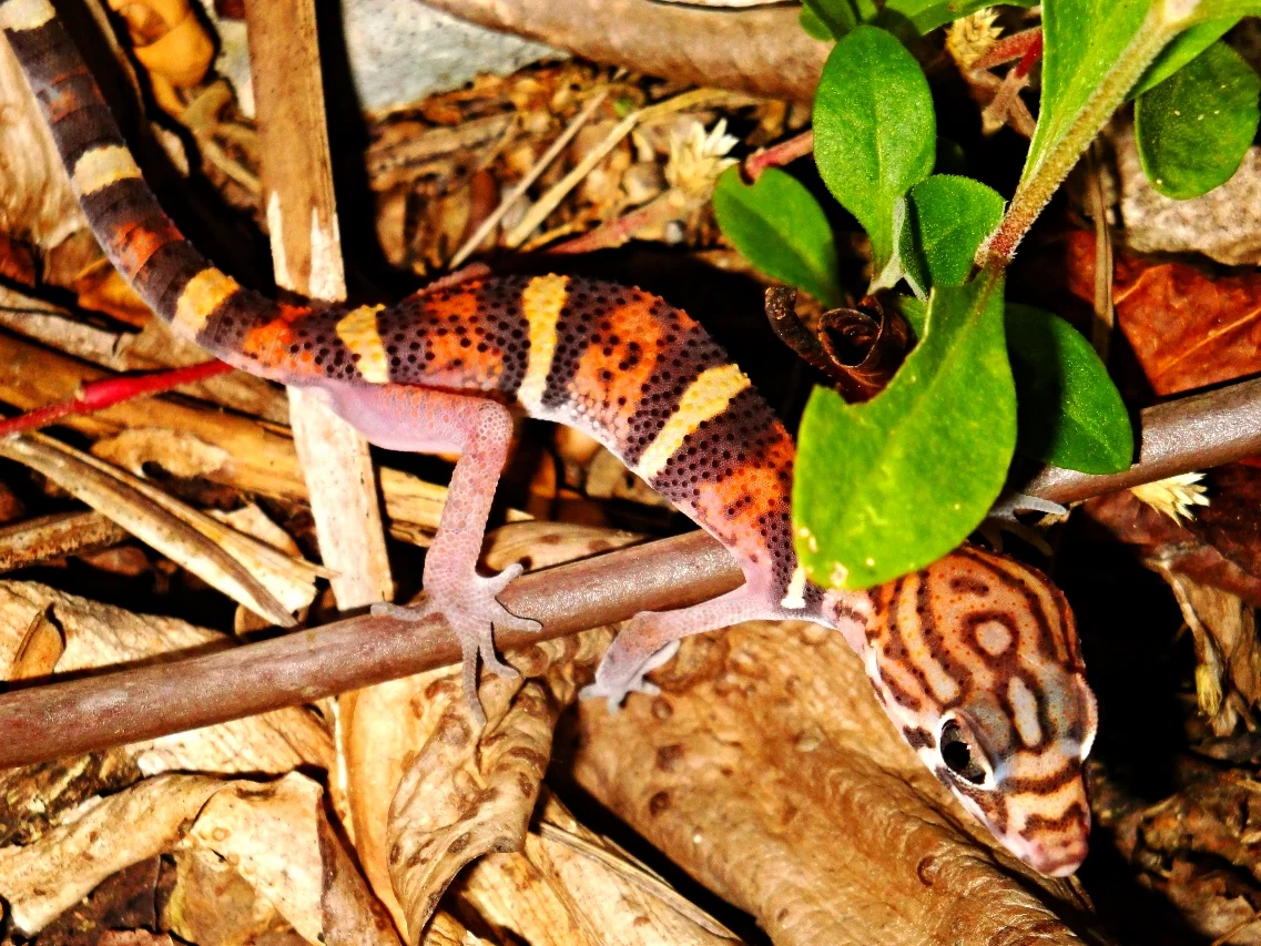Yucatan Banded Gecko - Belize Vacation Packages - SabreWing Travel - Photo by David Berg