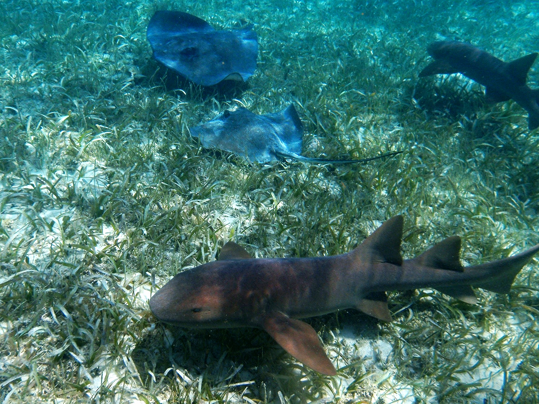 Nurse Sharks & Southern Sting Rays - Shark Ray Alley - Belize Vacation Packages - SabreWing Travel - Photo by Carlo Cencini