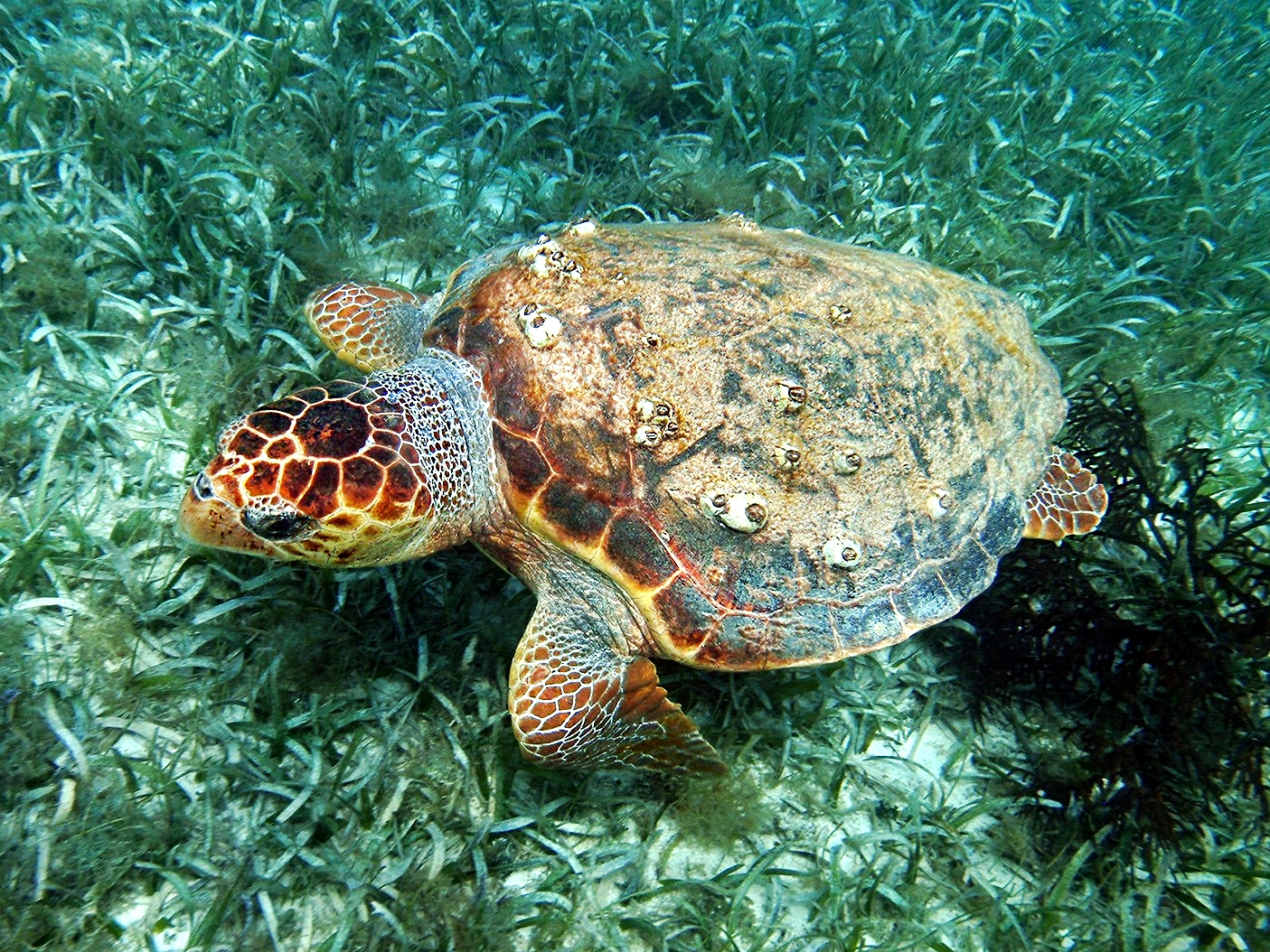 Green Sea Turtle - Hol Chan Marine Reserve  - Belize Vacation Packages - SabreWing Travel - Photo by Carlo Cencini