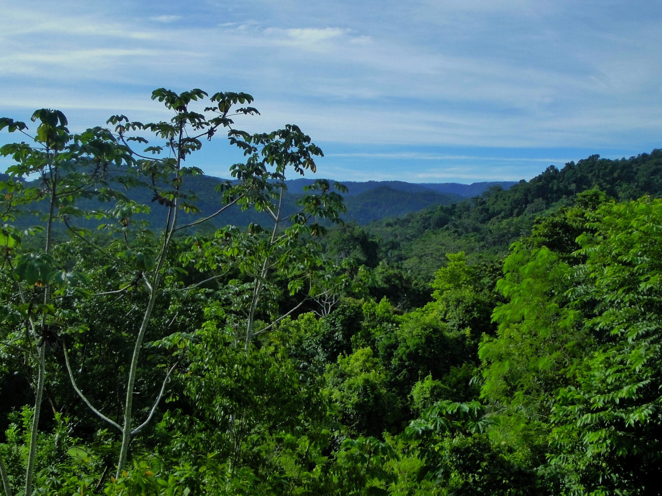 Cayo District Rain-forest - Belize Jungle Vacation - Belize Vacation Packages - SabreWing Travel