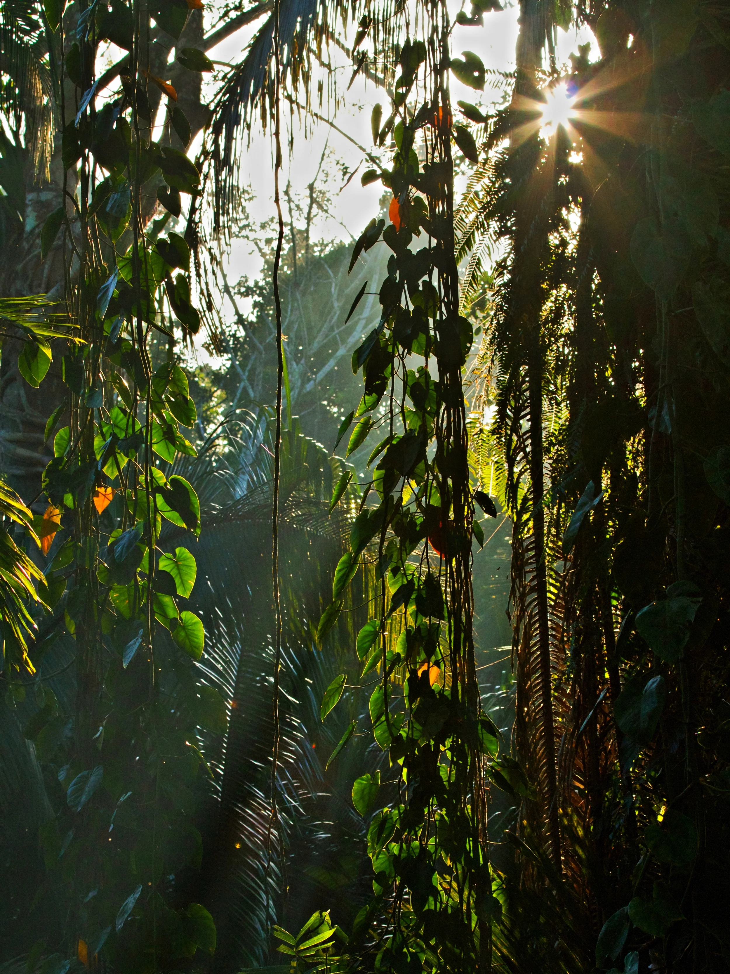 Cayo District Rain-forest - Belize Jungle Vacation - Belize Vacation Packages - SabreWing Travel