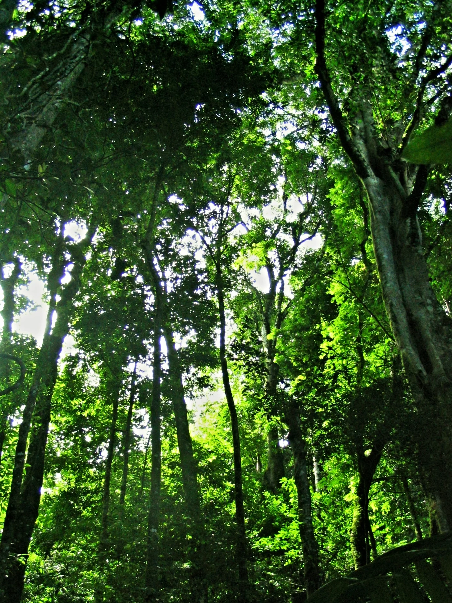 Cayo District Rain-forest - Belize Jungle Vacation - Belize Vacation Packages - SabreWing Travel