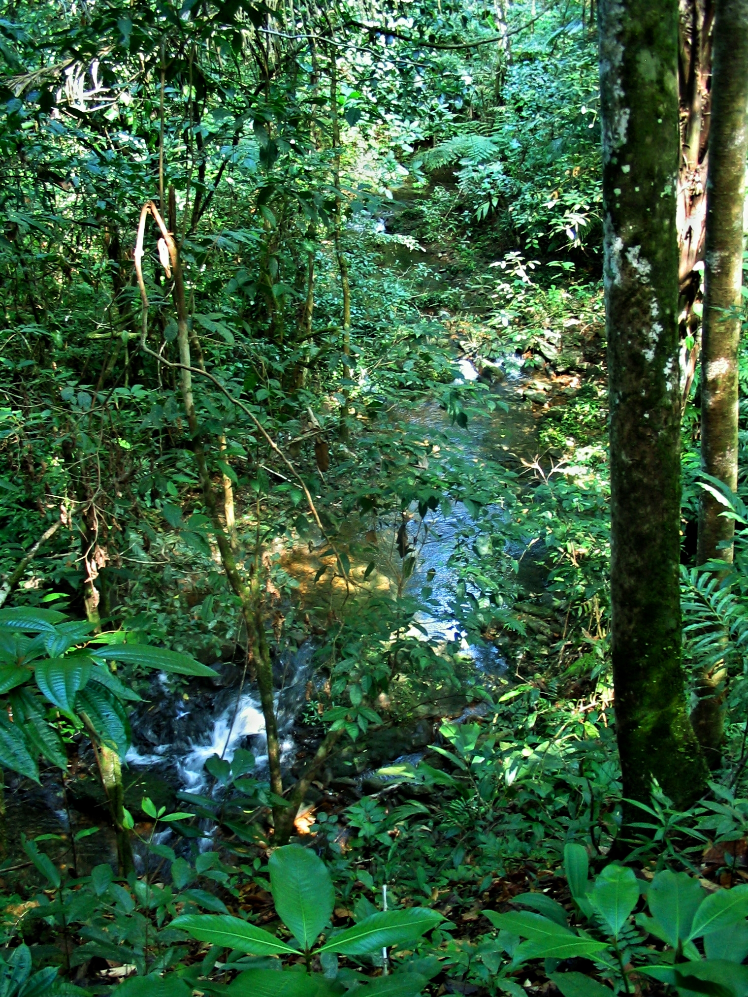 Cockscomb Basin Wildlife Sanctuary - Belize Jungle Vacation - Belize Vacation Packages - SabreWing Travel - Rainforest