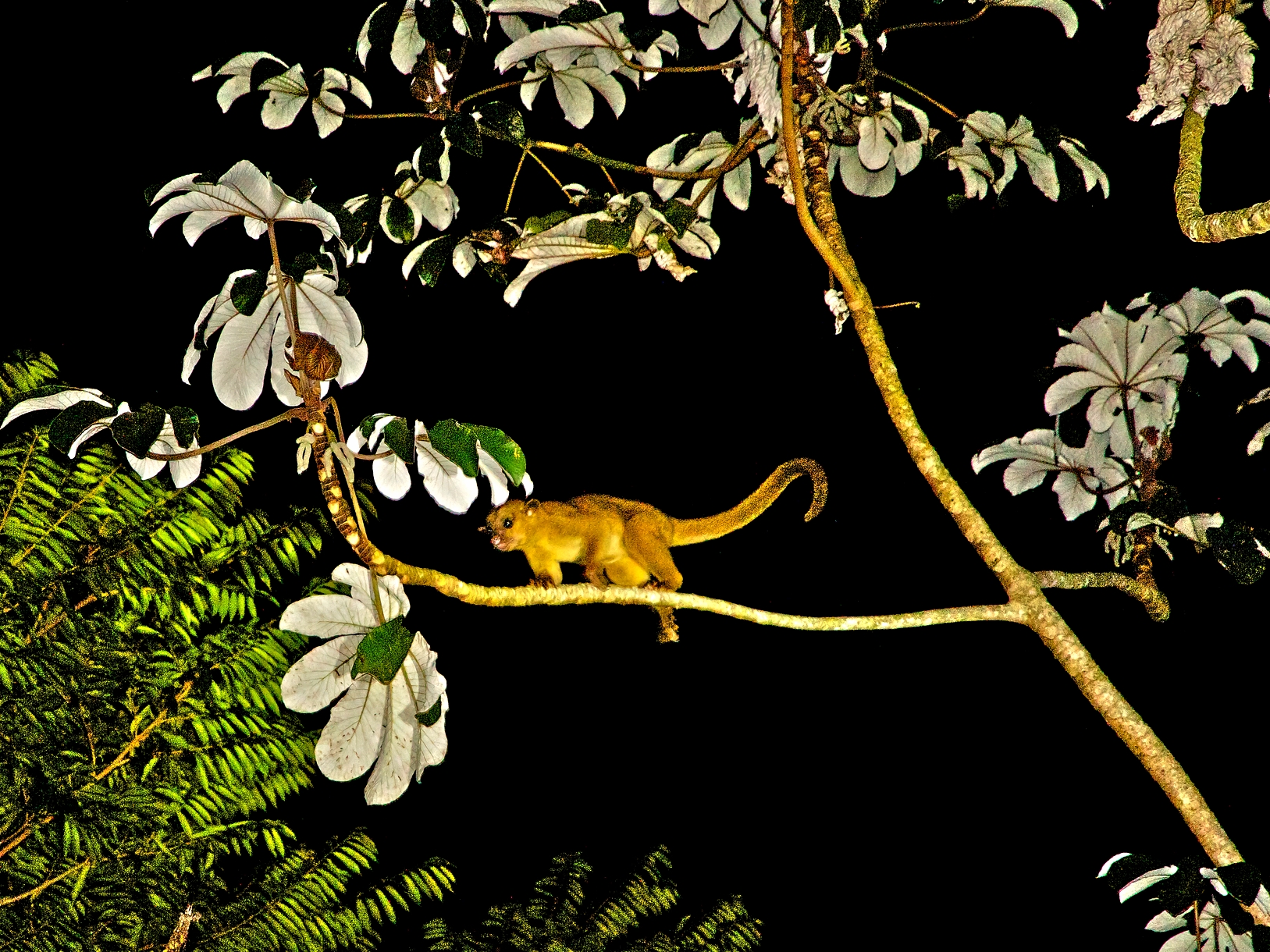 Kinkajou - Cayo District - Belize Vacation Packages - SabreWing Travel - Photo by David Berg