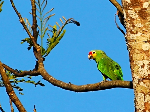 Red Lorred Parrot - Bird-watching - Belize Birding Vacations - Belize Vacation Packages - SabreWing Travel