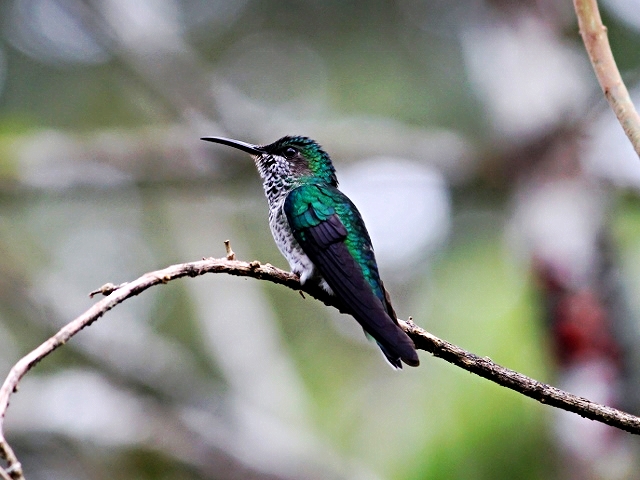 Female White-necked Jacobin - Bird-watching - Belize Birding Vacations - Belize Vacation Packages - SabreWing Travel