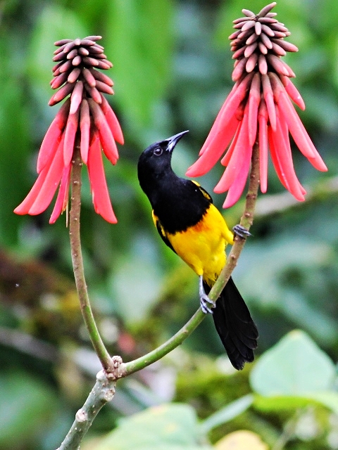 Black Cowled Oriole - Bird-watching - Belize Birding Vacations - Belize Vacation Packages - SabreWing Travel
