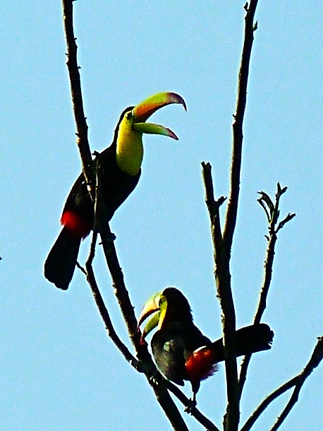 Keel-Billed Toucan - Bird-watching - Belize Birding Vacations - Belize Vacation Packages - SabreWing Travel