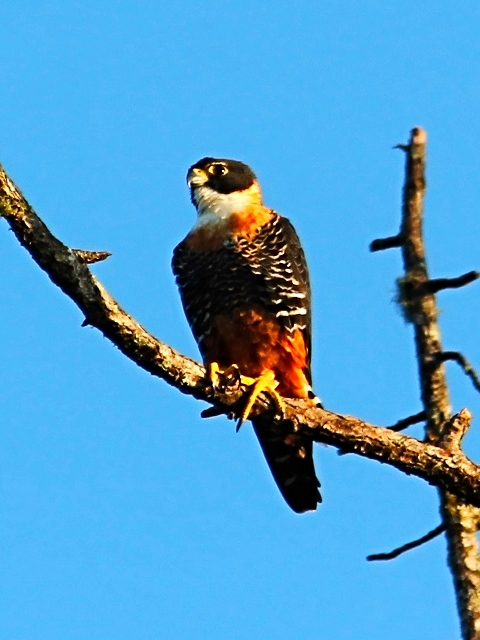 Orange Breasted Falcon - Bird-watching - Belize Birding Vacations - Belize Vacation Packages - SabreWing Travel