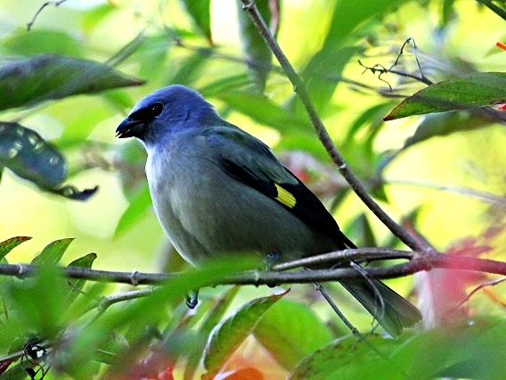 Yellow Winged Tanager - Bird-watching - Belize Birding Vacations - Belize Vacation Packages - SabreWing Travel