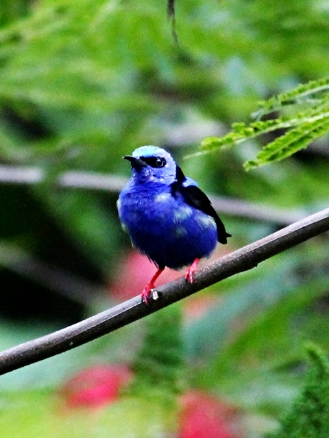 Red-legged Honeycreeper - Bird-watching - Belize Birding Vacations - Belize Vacation Packages - SabreWing Travel