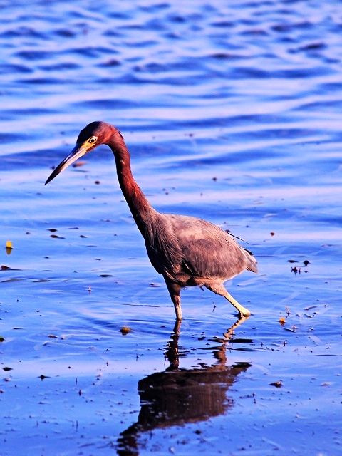 Great Blue Heron - Bird-watching - Belize Birding Vacations - Belize Vacation Packages - SabreWing Travel