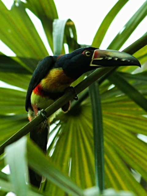 Collared Aracari - Bird-watching - Belize Birding Vacations - Belize Vacation Packages - SabreWing Travel