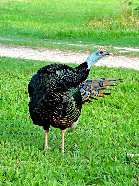 Ocellated Turkey - Bird-watching - Belize Birding Vacations - Belize Vacation Packages - SabreWing Travel