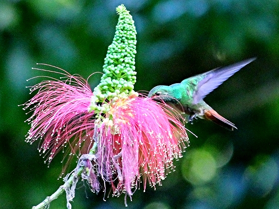 Rufous-Tailed Hummingbird - Bird-watching - Belize Birding Vacations - Belize Vacation Packages - SabreWing Travel