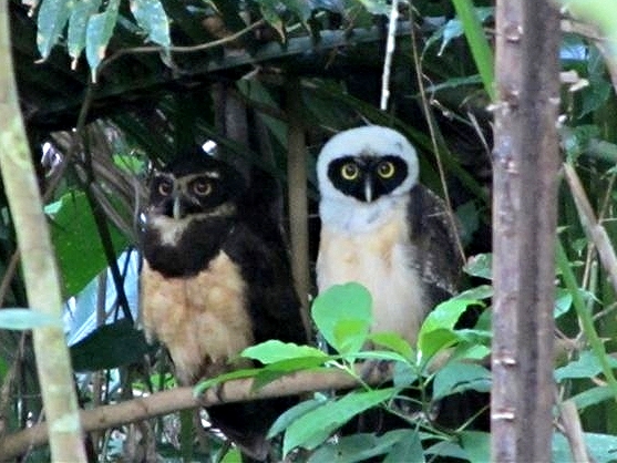 Spectacled Owl adult and juvenile - Bird-watching - Belize Birding Vacations - Belize Vacation Packages - SabreWing Travel