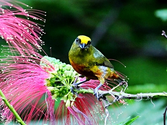 Olive Backed Euphonia - Bird-watching - Belize Birding Vacations - Belize Vacation Packages - SabreWing Travel