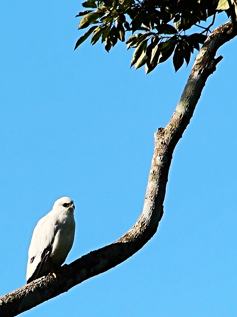 White Hawk - Bird-watching - Belize Birding Vacations - Belize Vacation Packages - SabreWing Travel