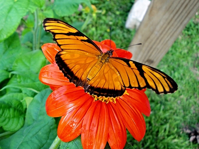 Julia Butterfly - Belize Vacation Packages - SabreWing Travel - Photo by David Berg
