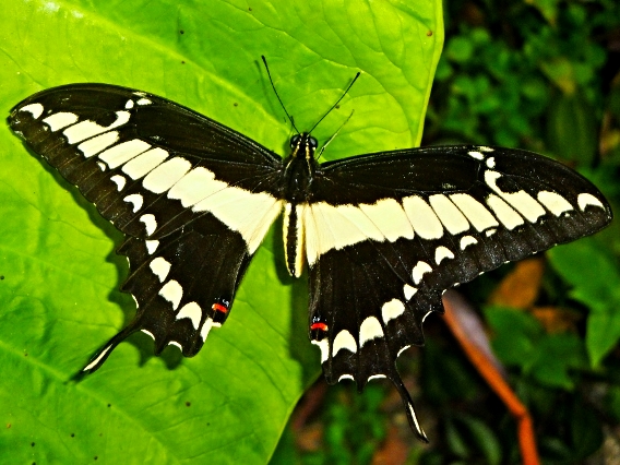 Swallowtail Butterfly - Belize Vacation Packages - SabreWing Travel - Photo by David Berg